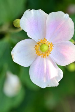 Bir çiçeğe yaklaş.