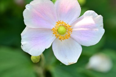 Bahçedeki güzel çiçekler