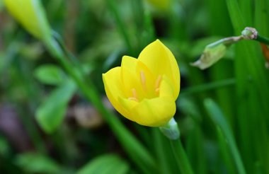 Bahçedeki güzel sarı çiçeğin yakın görüntüsü.
