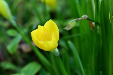 Bahçedeki güzel sarı çiçeğin yakın görüntüsü.