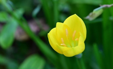 Bahçedeki güzel sarı çiçeğin yakın görüntüsü.