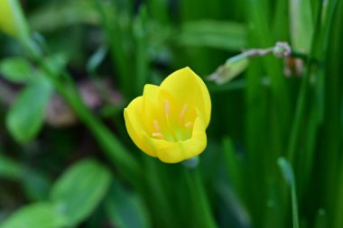 Bahçedeki güzel sarı çiçeğin yakın görüntüsü.