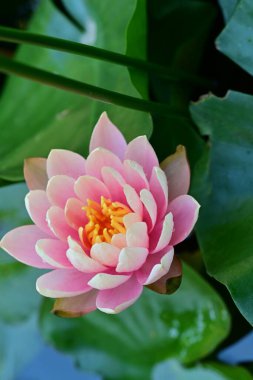 Bahçedeki güzel nilüfer çiçeği 