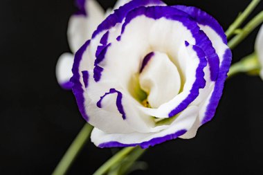 koyu arkaplanda mor ve beyaz Eustoma