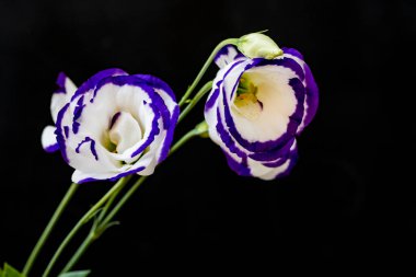 koyu arkaplanda mor ve beyaz Eustoma