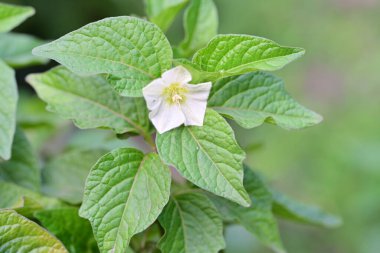 Bahçedeki yeşil bitki