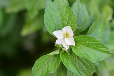 Açık havada açan güzel çiçeklere yakın, doğa konsepti.