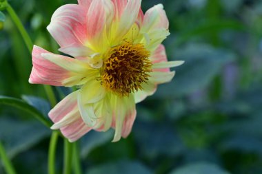 Bahçedeki güzel sarı ve pembe çiçekler