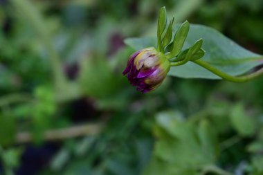 Güzel botanik fotoğrafı, doğal duvar kağıdı.