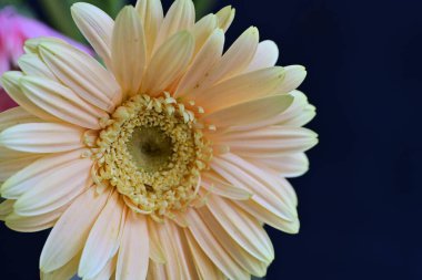 Bahçedeki güzel Gerbera çiçekleri