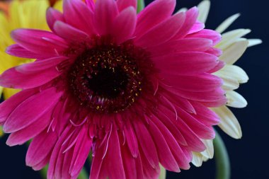 Bahçedeki güzel Gerbera çiçekleri