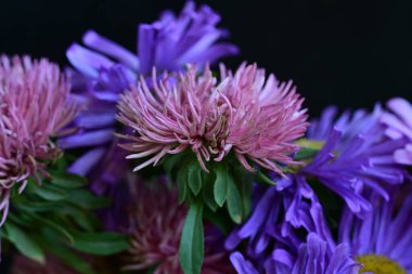 İnanılmaz çiçeklere yakın. 