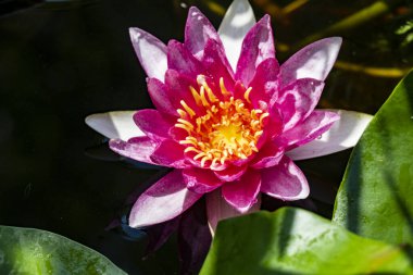 Nilüfer çiçeğinin doğayla iç içe olduğu su.    