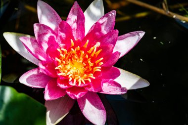 Nilüfer çiçeğinin doğayla iç içe olduğu su.    