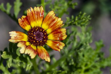 Güzel çiçek bahçede büyüyen