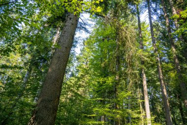 Sabah vakti ormandaki yeşil ağaçların gündüz manzarası 