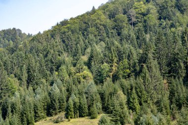 Sabah vakti ormandaki yeşil ağaçların gündüz manzarası 