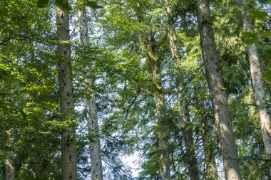 Sabah vakti ormandaki yeşil ağaçların gündüz manzarası 
