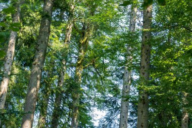 Sabah vakti ormandaki yeşil ağaçların gündüz manzarası 