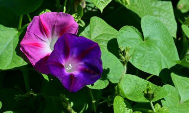 bahçede büyüyen güzel mor çiçekler