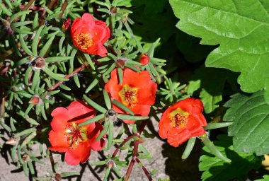 Güzel botanik fotoğrafı, doğal duvar kağıdı.