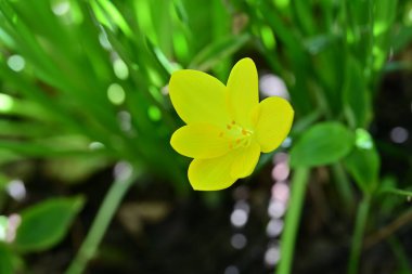Bahçede açan güzel sarı çiçekler..