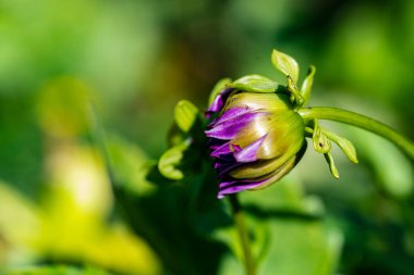 Bahçede çiçek açan güzel çiçeğin yakın görüntüsü
