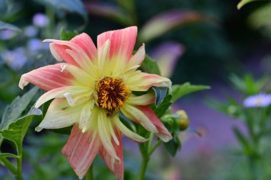 Bahçedeki güzel çiçekler