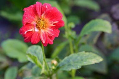 Güzel çiçek bahçede büyüyen
