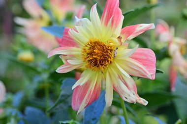 Güzel çiçek bahçede büyüyen