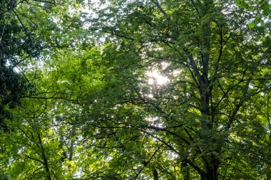 Ormanda yeşil ağaçlar