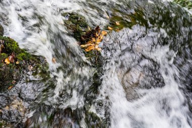 Ormandaki dağ nehri. Karpat dağlarında sonbahar