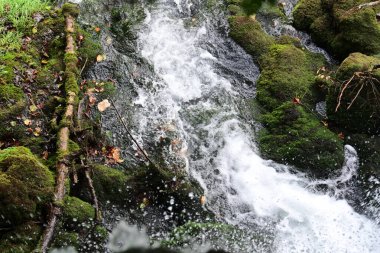 Ormandaki güzel nehir