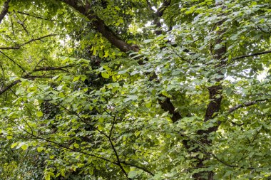 Yeşil ormandaki ağaçlar ve çalılar