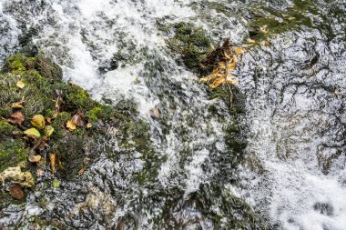 Devrilmiş ağaçlı şelale