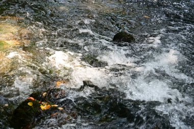 Ormanda güzel bir şelale 