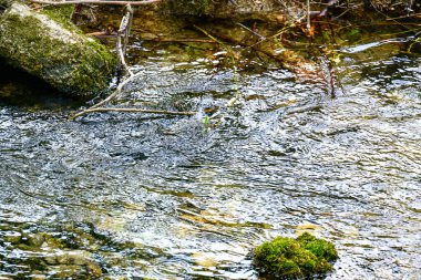 Sonbahar ormanında bir dağ nehrinden akan dere.