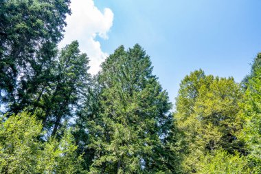 Ormanda yeşil ağaçlar