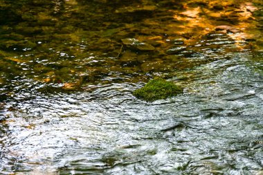 Ormanda, doğada ve çevrede su akıntısı