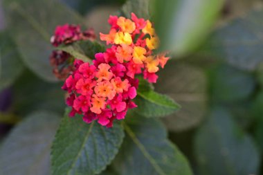 Bahçede büyüyen pembe çiçeklerin yakın görüntüsü