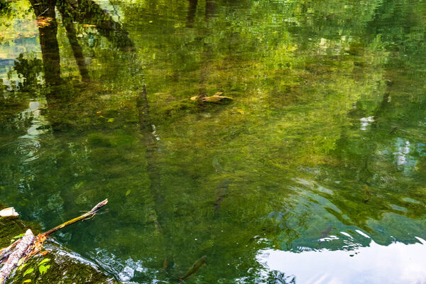 reflection of the trees in the water
