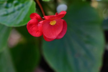 Bahçedeki kırmızı çiçek