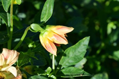 Güzel çiçek bahçede büyüyen