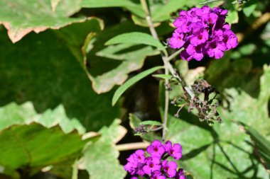 bahçede büyüyen güzel mor çiçekler