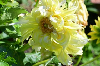 Bahçede açan güzel sarı çiçekler..