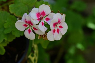 Bahçedeki güzel çiçekler