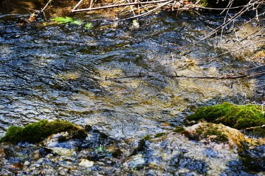 Ormandaki kayaların arasından akan dere.