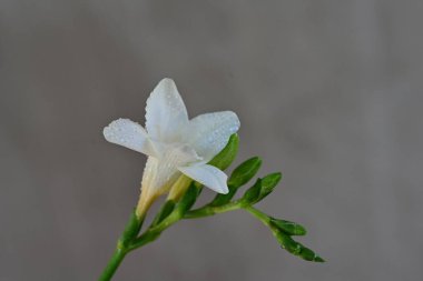 Bahçedeki güzel zambak çiçekleri.