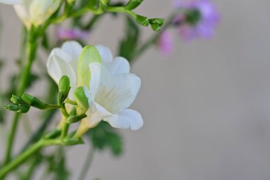 Yaz bahçe en güzel çiçekler