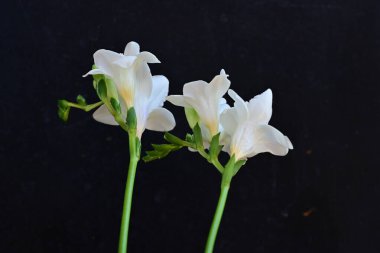 Siyah arkaplanda beyaz orkide çiçekleri